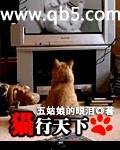 猫行天下